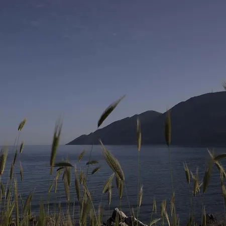 Kavoulakos Skoutárion